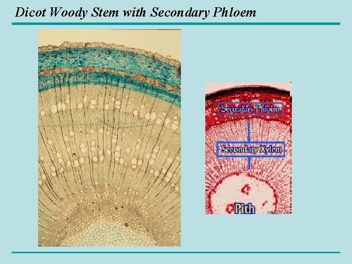 Dicot Woody Stem with Secondary Phloem 