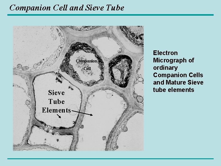 Companion Cell and Sieve Tube Companion Cell Sieve Tube Elements Electron Micrograph of ordinary