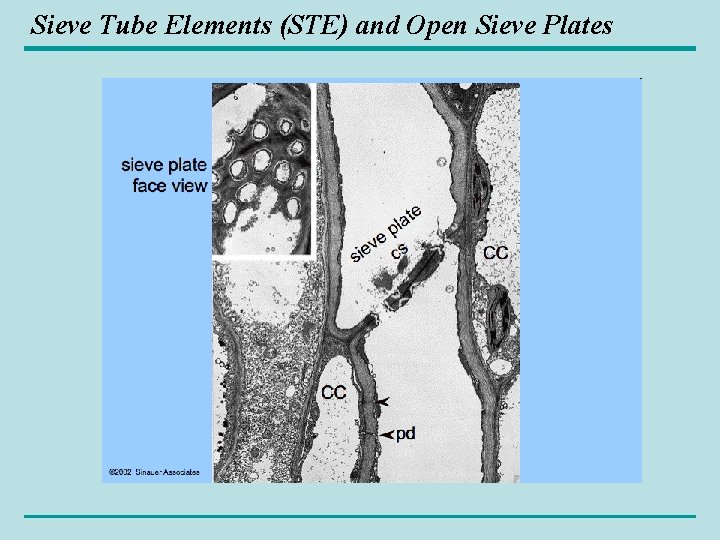 Sieve Tube Elements (STE) and Open Sieve Plates 