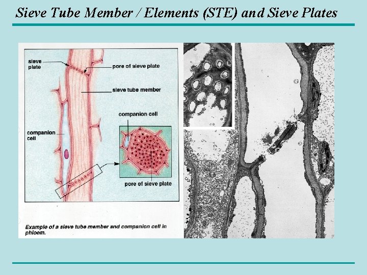 Sieve Tube Member / Elements (STE) and Sieve Plates 