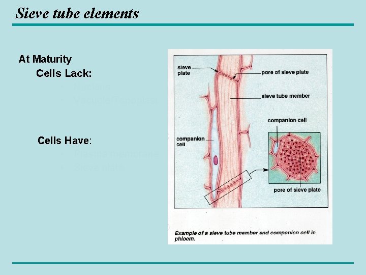 Sieve tube elements At Maturity Cells Lack: • Nucleus • Vacuole/Tonoplast Cells Have: •
