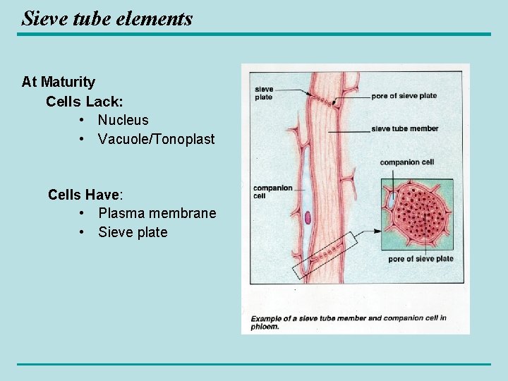 Sieve tube elements At Maturity Cells Lack: • Nucleus • Vacuole/Tonoplast Cells Have: •
