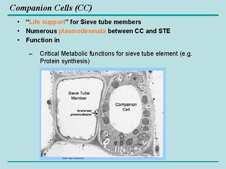 Companion Cells (CC) • “Life support” for Sieve tube members • Numerous plasmodesmata between