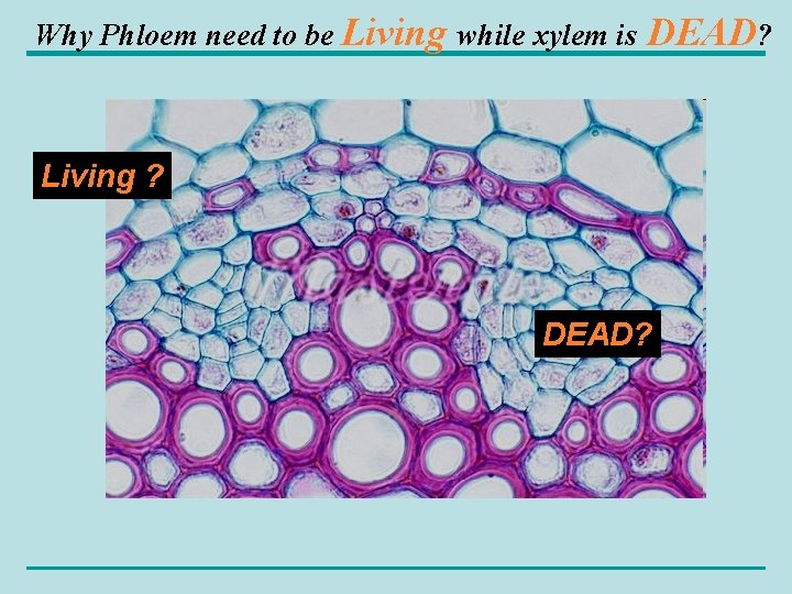 Why Phloem need to be Living while xylem is DEAD? Living ? DEAD? 