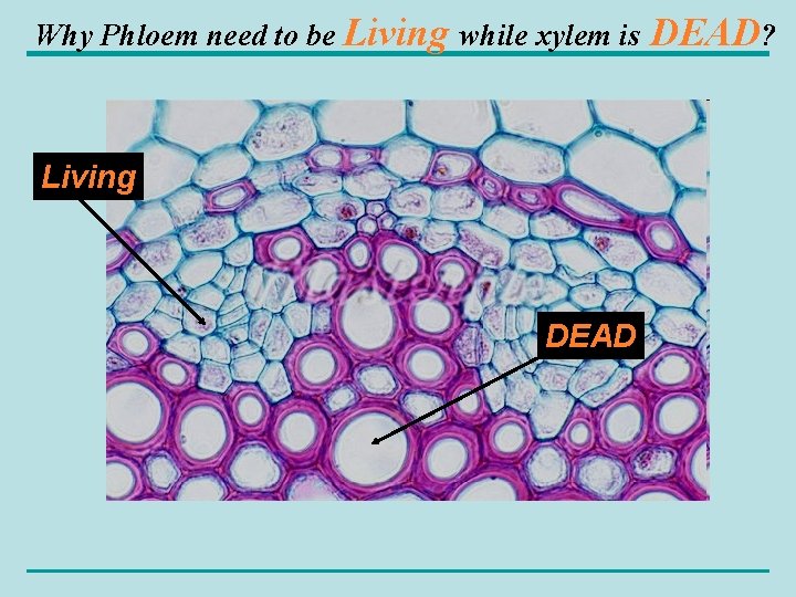 Why Phloem need to be Living while xylem is Living DEAD? 