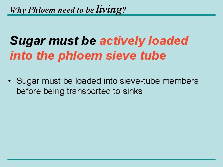 Why Phloem need to be living? Sugar must be actively loaded into the phloem