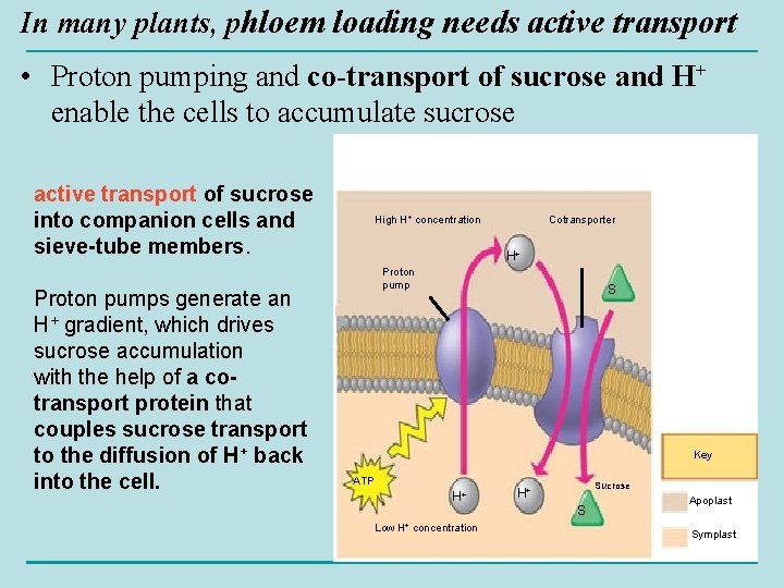 In many plants, phloem loading needs active transport • Proton pumping and co-transport of