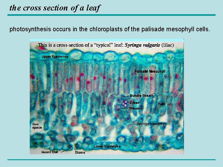the cross section of a leaf photosynthesis occurs in the chloroplasts of the palisade