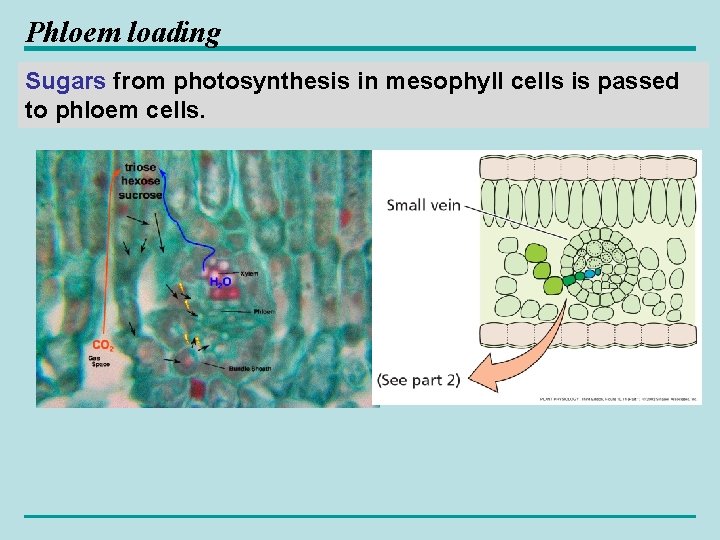 Phloem loading Sugars from photosynthesis in mesophyll cells is passed to phloem cells. 