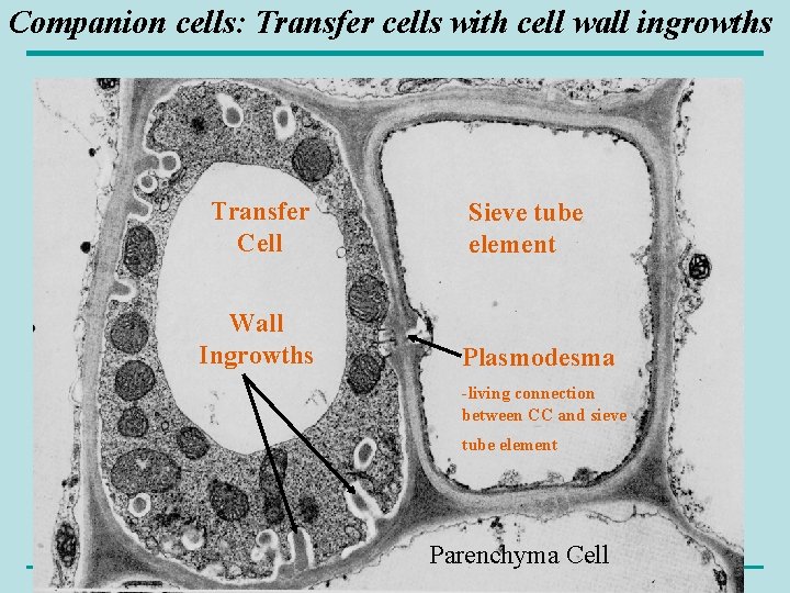 Companion cells: Transfer cells with cell wall ingrowths Transfer Cell Wall Ingrowths Sieve tube
