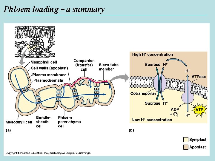 Phloem loading – a summary 