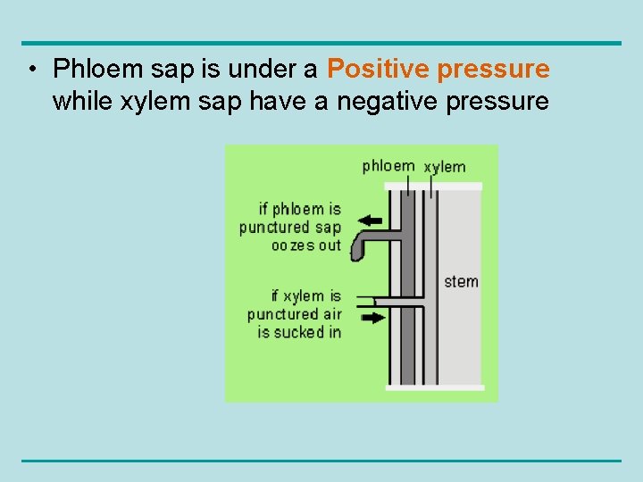  • Phloem sap is under a Positive pressure while xylem sap have a