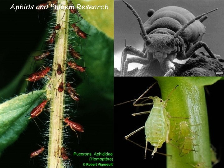 Aphids and Phloem Research 