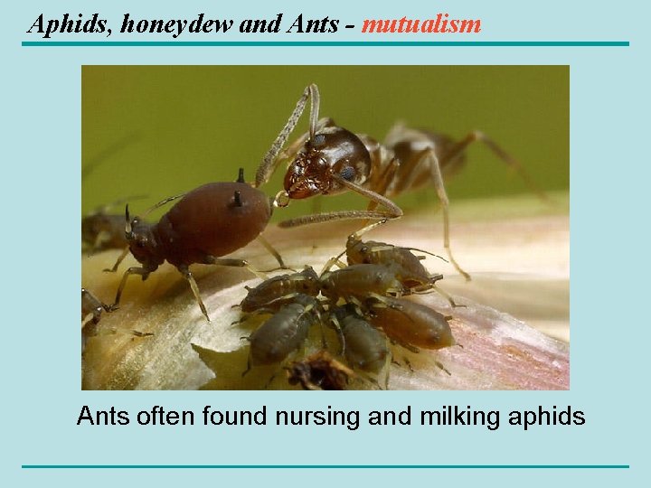 Aphids, honeydew and Ants - mutualism Ants often found nursing and milking aphids 