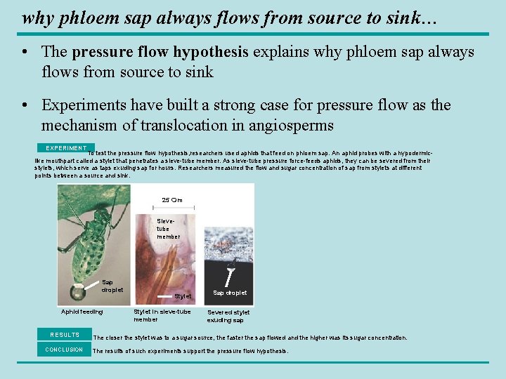 why phloem sap always flows from source to sink… • The pressure flow hypothesis