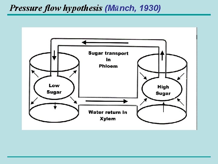 Pressure flow hypothesis (Münch, 1930) 