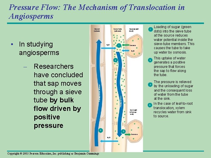 Pressure Flow: The Mechanism of Translocation in Angiosperms Vessel (xylem) Sieve tube (phloem) •