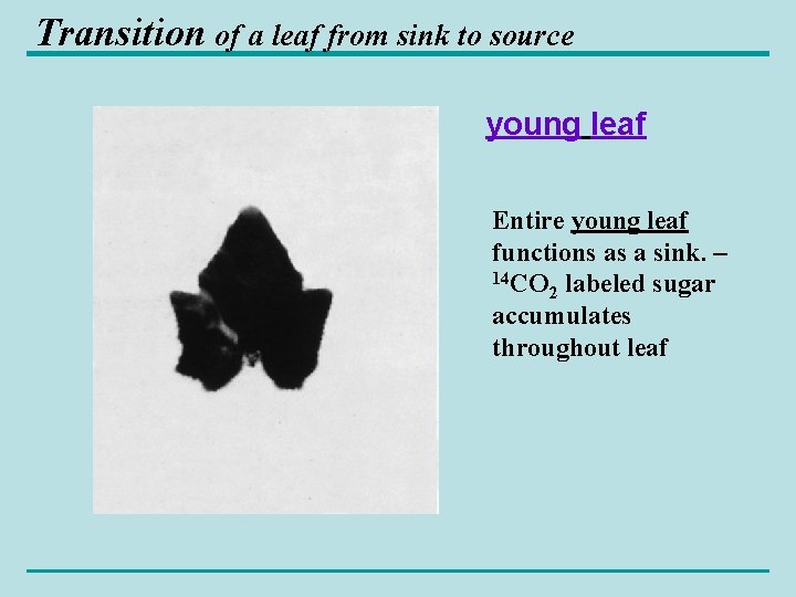 Transition of a leaf from sink to source young leaf Entire young leaf functions