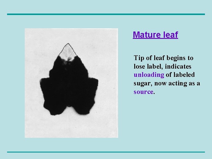 Mature leaf Tip of leaf begins to lose label, indicates unloading of labeled sugar,