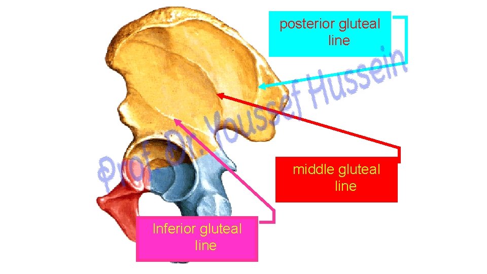 posterior gluteal line middle gluteal line Inferior gluteal line 