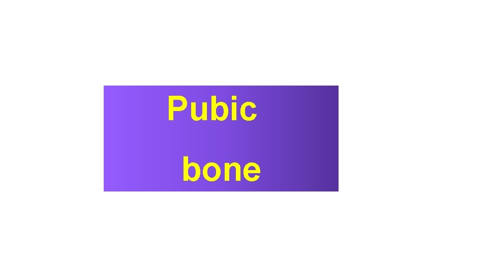 Pubic bone 