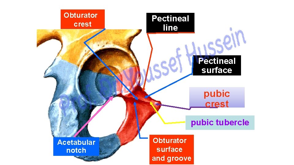 Obturator crest Pectineal line Pectineal surface pubic crest pubic tubercle Acetabular notch Obturator surface