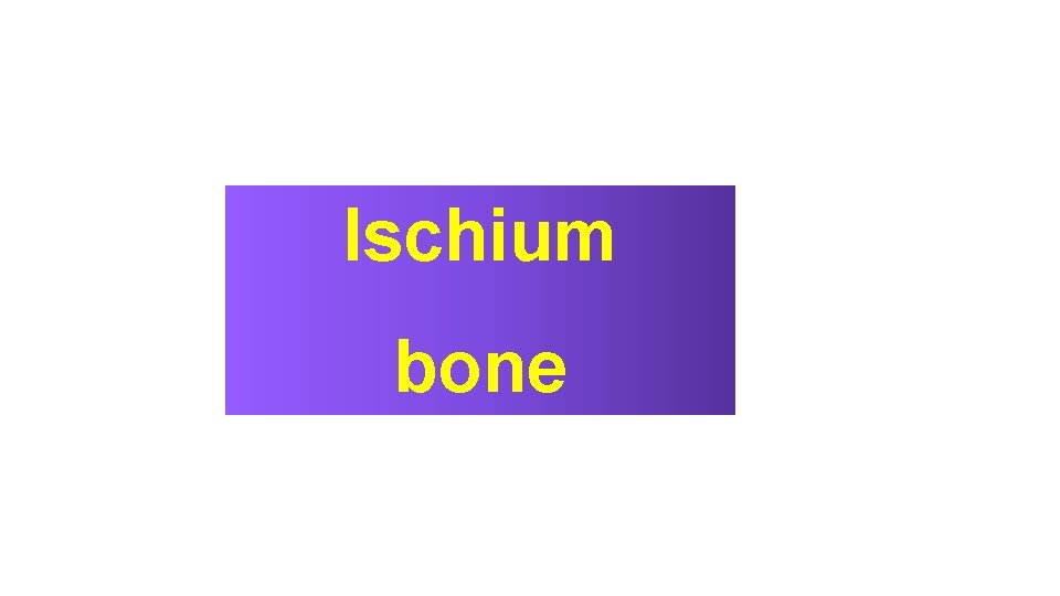 Ischium bone 