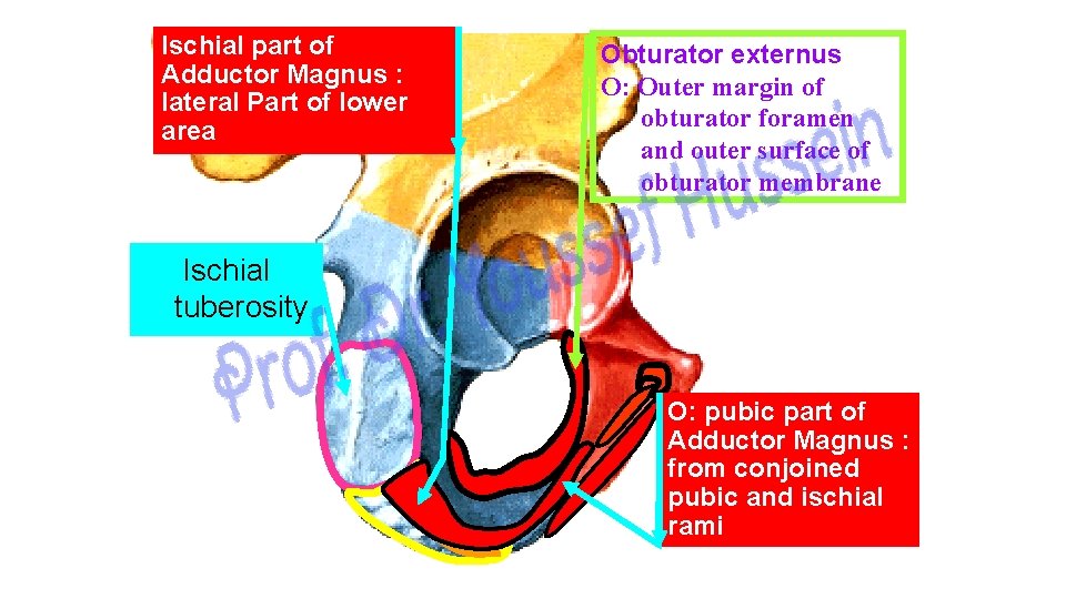 Ischial part of Adductor Magnus : lateral Part of lower area Obturator externus O: