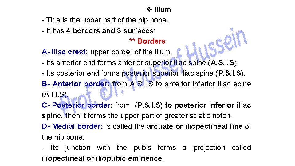 v Ilium - This is the upper part of the hip bone. - It