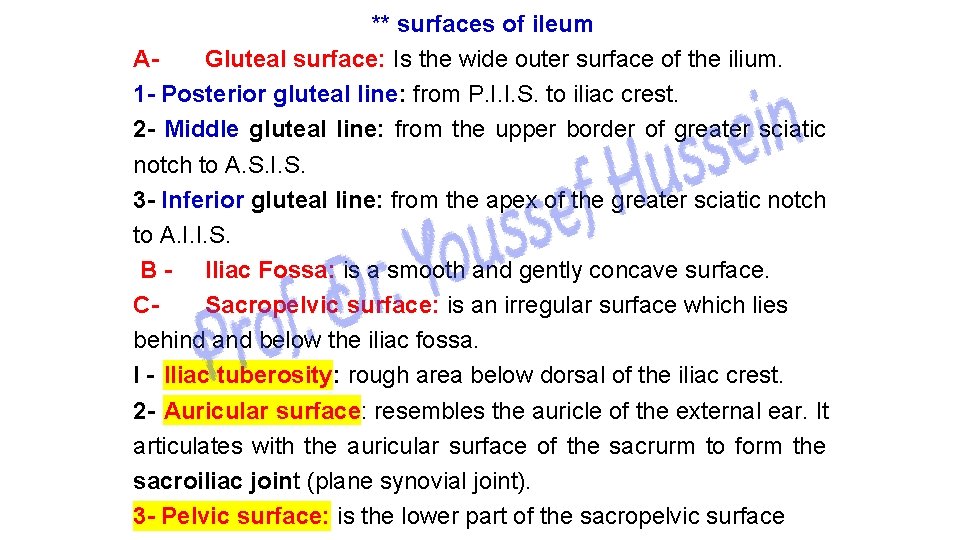 ** surfaces of ileum AGluteal surface: Is the wide outer surface of the ilium.