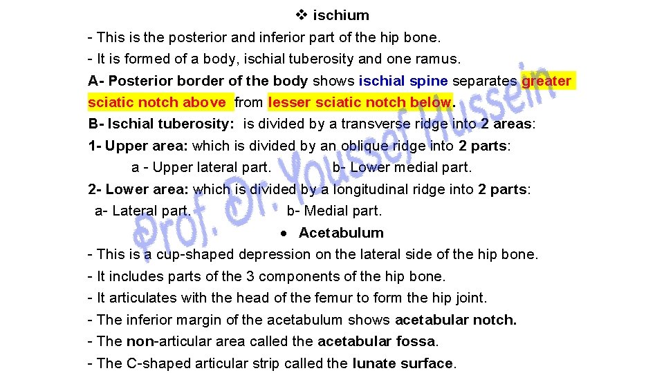 v ischium - This is the posterior and inferior part of the hip bone.