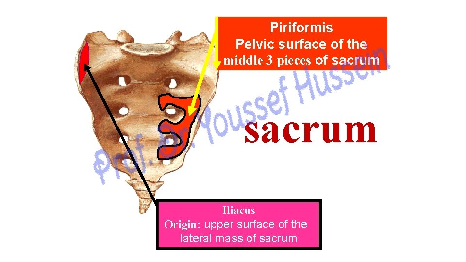 Piriformis Pelvic surface of the middle 3 pieces of sacrum Iliacus Origin: upper surface