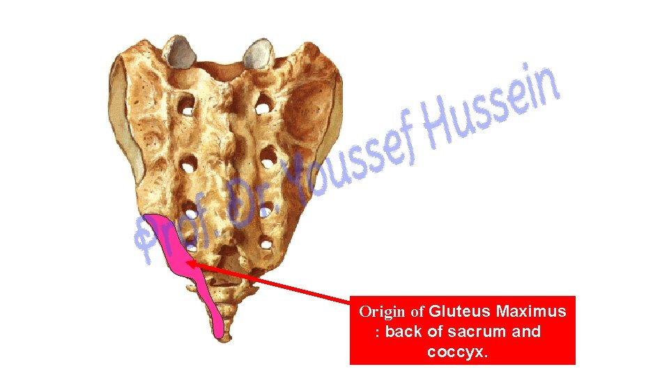 Origin of Gluteus Maximus : back of sacrum and coccyx. 