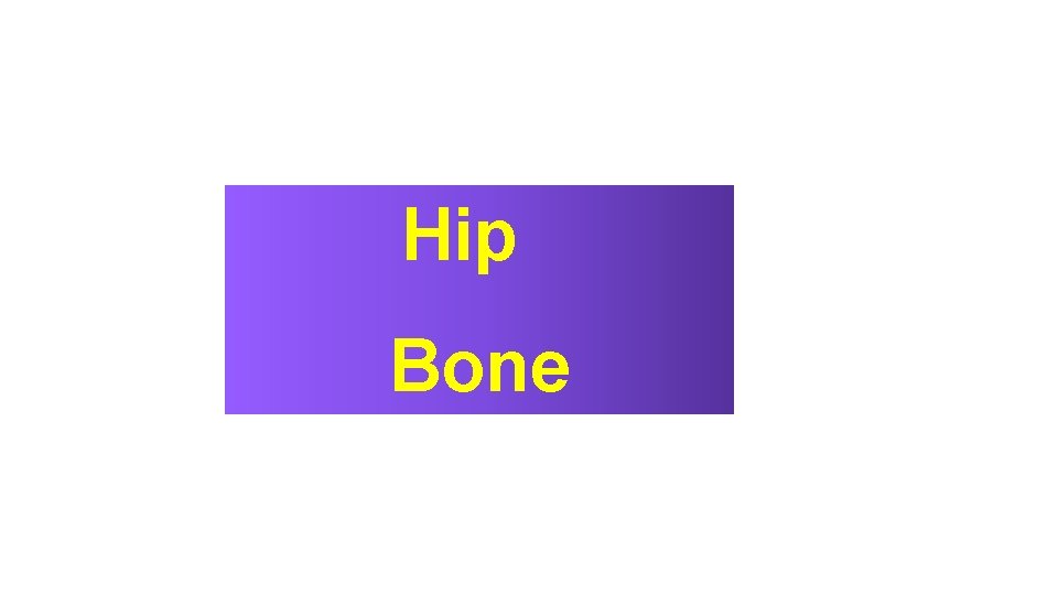 Hip Bone 