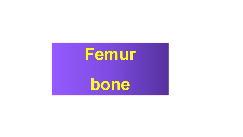 Femur bone 