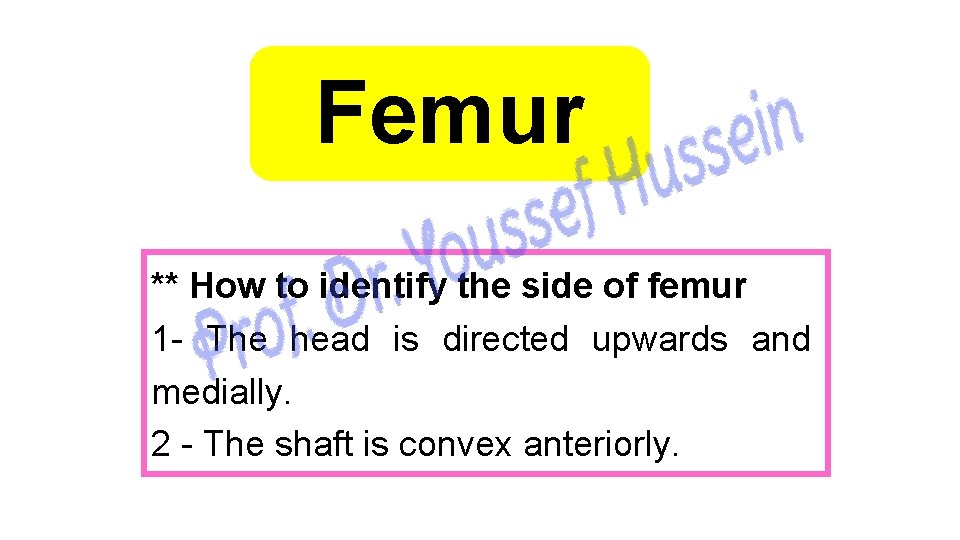 Femur ** How to identify the side of femur 1 - The head is