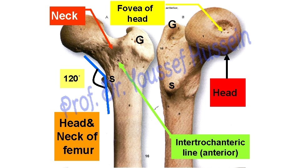 Fovea of head Neck G G 120˚ Head& Neck of femur S S Head