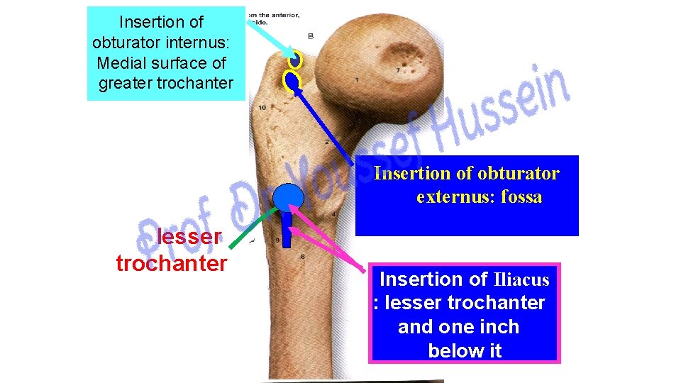 Insertion of obturator internus: Medial surface of greater trochanter Insertion of obturator externus: fossa