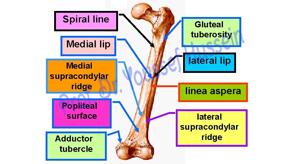 Spiral line Medial lip Medial supracondylar ridge Popliteal surface Adductor tubercle Gluteal tuberosity lateral