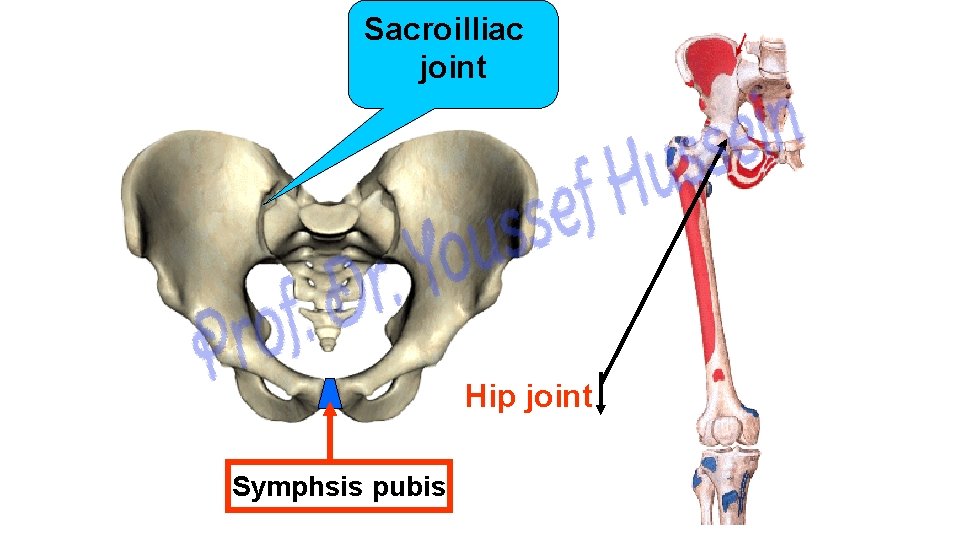 Sacroilliac joint Hip joint Symphsis pubis 