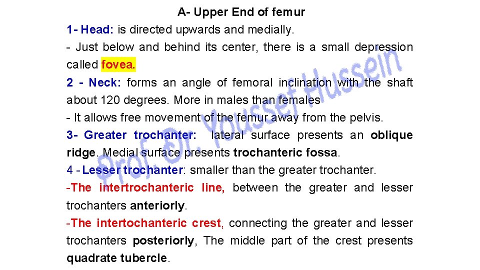 A- Upper End of femur 1 - Head: is directed upwards and medially. -