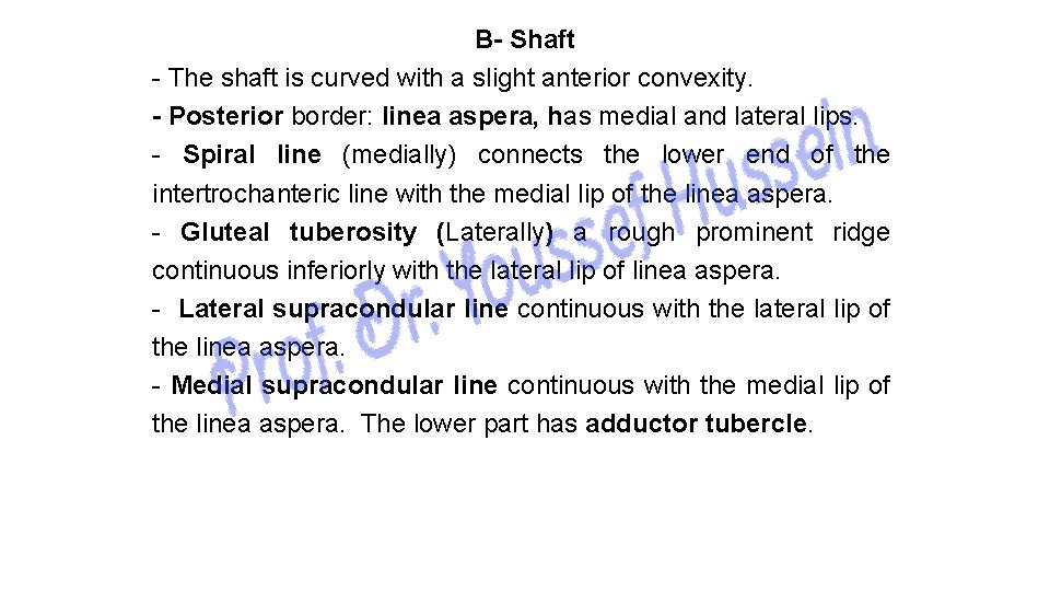 B- Shaft - The shaft is curved with a slight anterior convexity. - Posterior