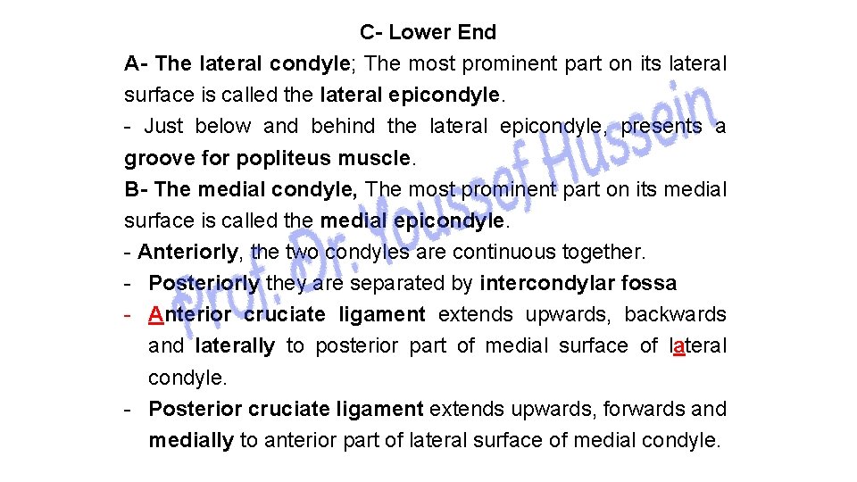 C- Lower End A- The lateral condyle; The most prominent part on its lateral