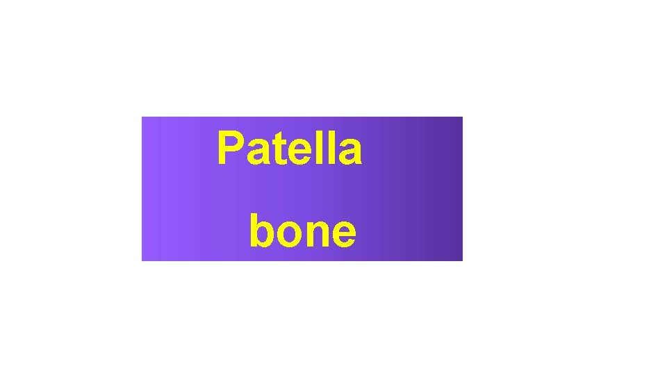 Patella bone 