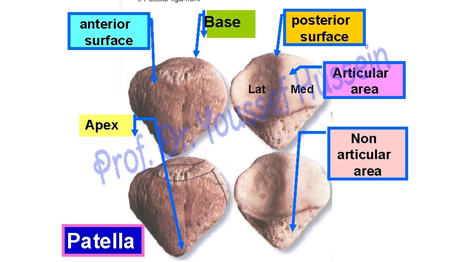 anterior surface posterior surface Base Lat Apex Patella Med Articular area Non articular area