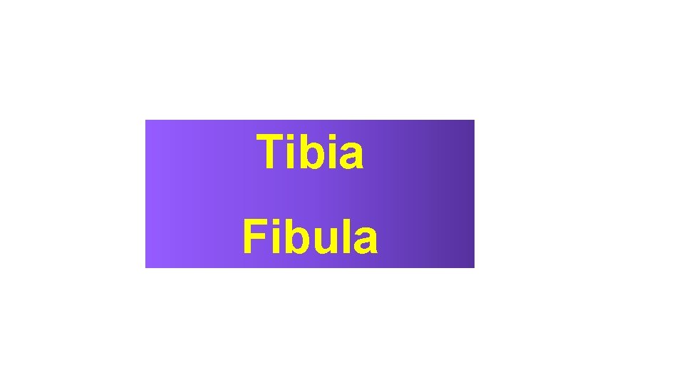 Tibia Fibula 