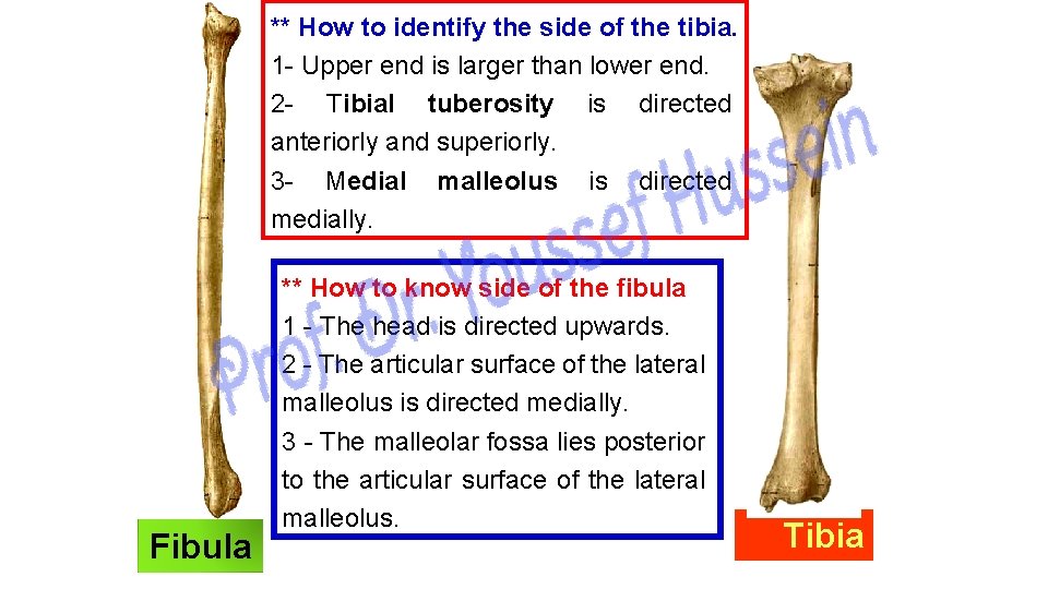 ** How to identify the side of the tibia. 1 - Upper end is