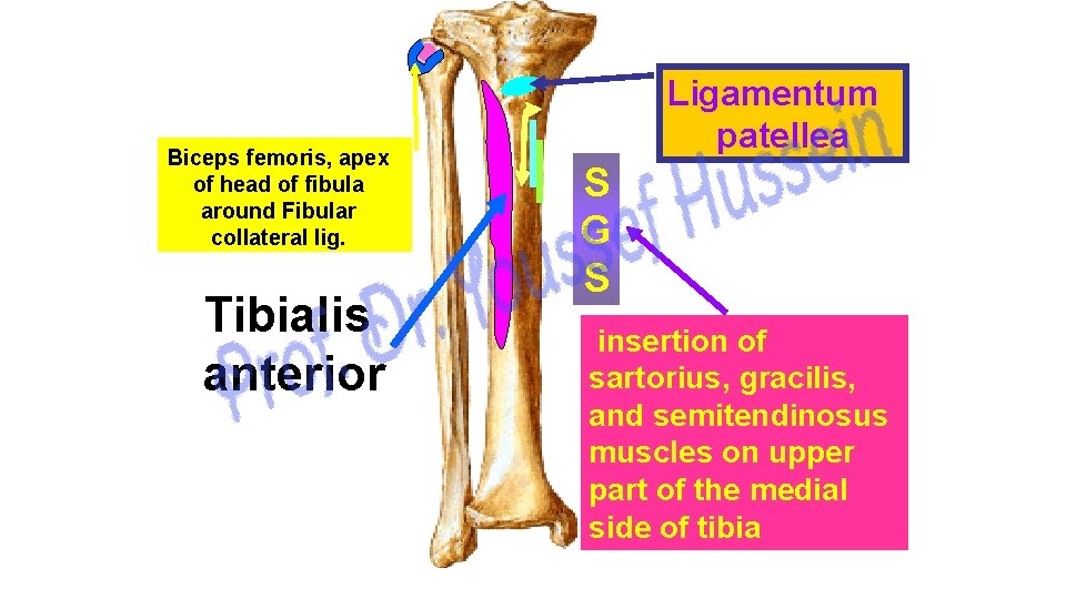 Biceps femoris, apex of head of fibula around Fibular collateral lig. Tibialis anterior Ligamentum