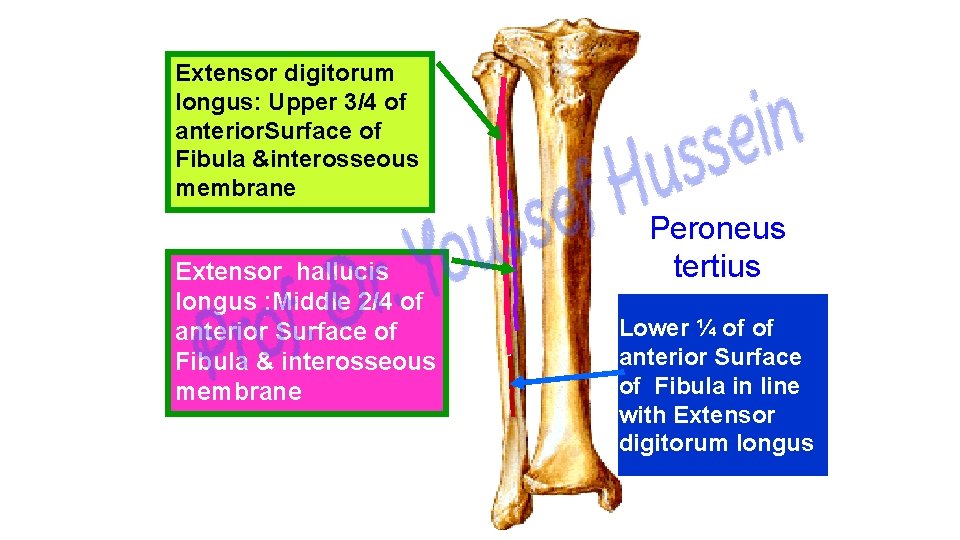 Extensor digitorum longus: Upper 3/4 of anterior. Surface of Fibula &interosseous membrane Extensor hallucis