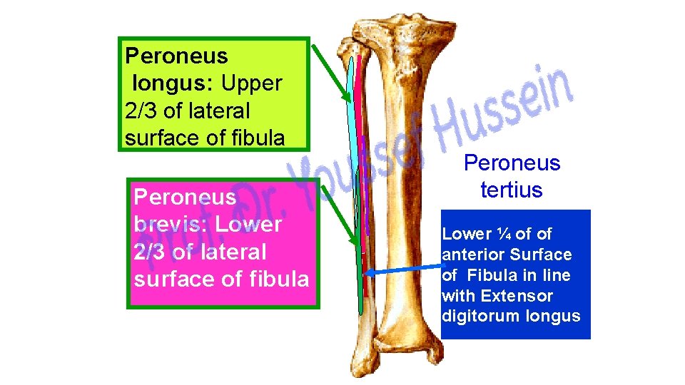 Peroneus longus: Upper 2/3 of lateral surface of fibula Peroneus brevis: Lower 2/3 of